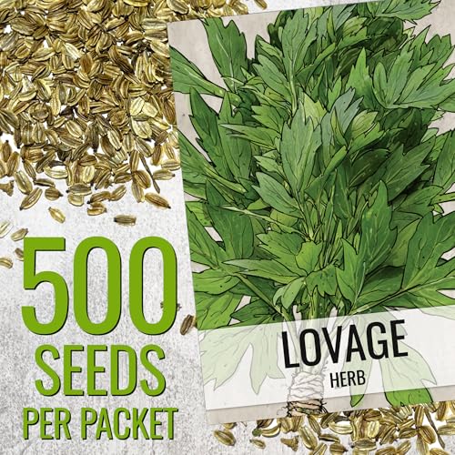 Lovage Seeds to Plant Heirloom Non (5 Packs)