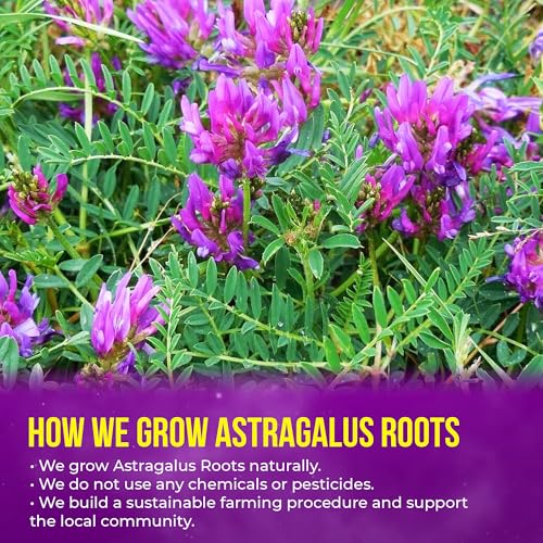 Premium 8oz Dried Astragalus Root Slices (8oz)