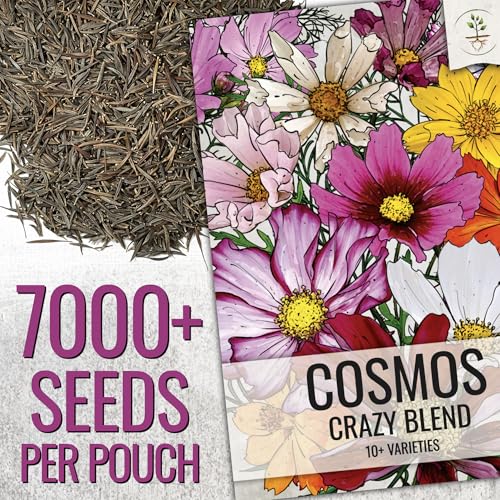 Cosmos Seeds Original Crazy Mix 1.5 Ounce Heirloom Bulk Pack (7000 Count)