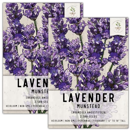 Munstead Lavender Seeds for Planting Fragrant Herbs 2 Packs (2 Packs)