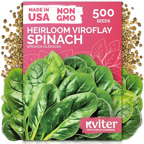 500 Viroflay Spinach Heirloom Vegetable Seeds