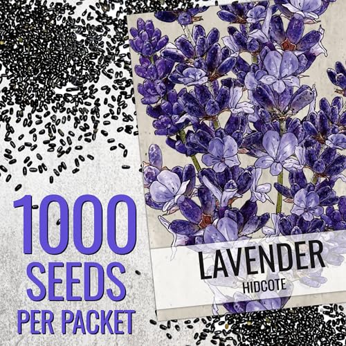 Herb Seeds to Plant Blue Hidcote Lavender Herbs 5 Packs (5 Packs)