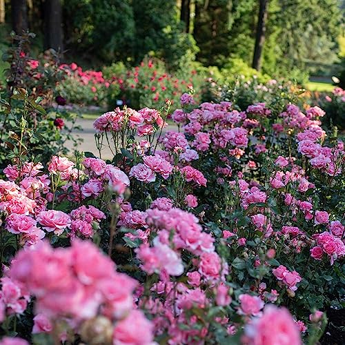 Heirloom Hybrid Tea Roses (Paris de Yves St. Laurent)