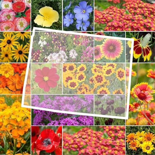 Wyoming Wildflower Mixed Seeds for Planting