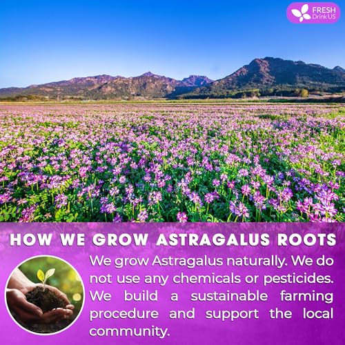 Premium 55 Bags Astragalus Root Tea (55 TEA BAGS)