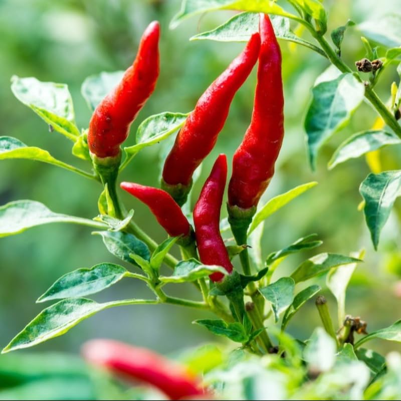 Red Pepper Plant Live (Red White Pepper)