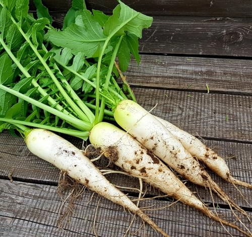 625+ White Icicle Radish Seeds for Planting