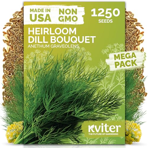 1 250 Dill Heirloom Herb Seeds for Planting