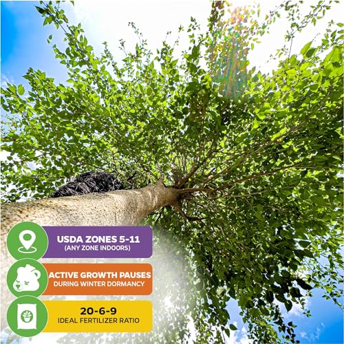 Dwarf Everbearing Black Mulberry Tree (Dwarf Mulberry)