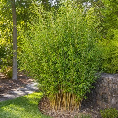 Bamboo Golden Goddess (1 Gallon / 5 Plants)