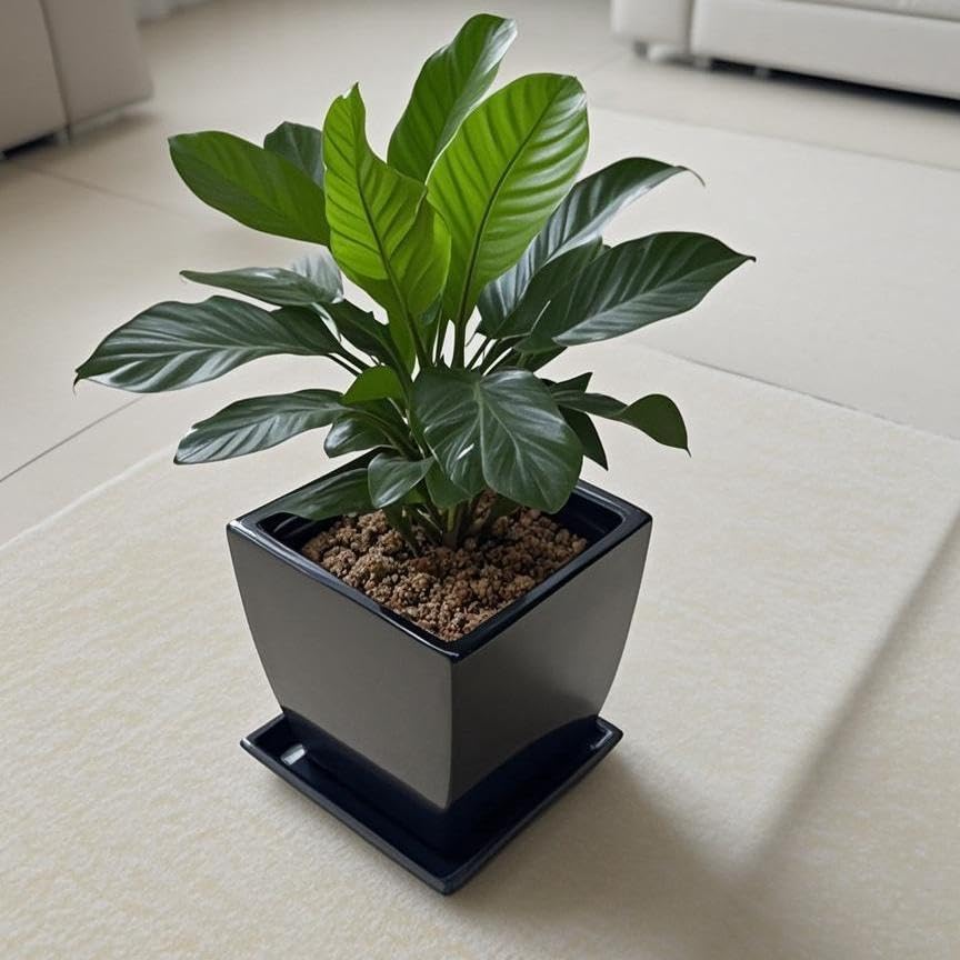 Square Ceramic Plant Saucer Tray 2 Pcs 8 9 10 Inch Black (2 Count)