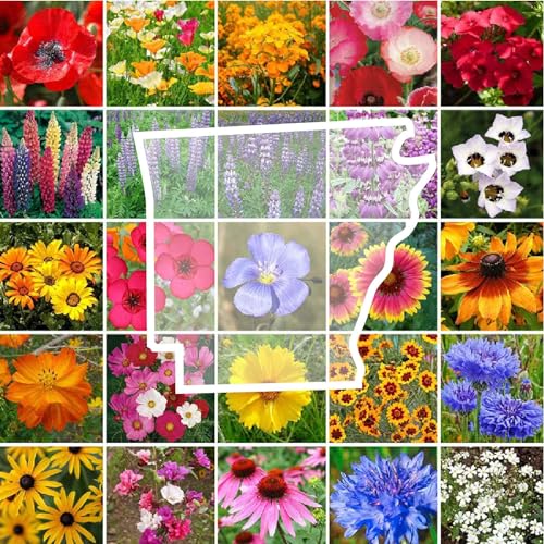 Arkansas Wildflower Mixed Seeds for Planting