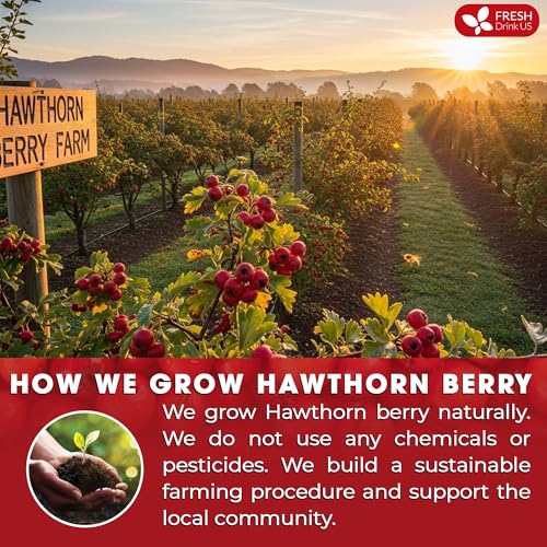 Premium Hawthorn Berry Tea (75 Tea Bags)