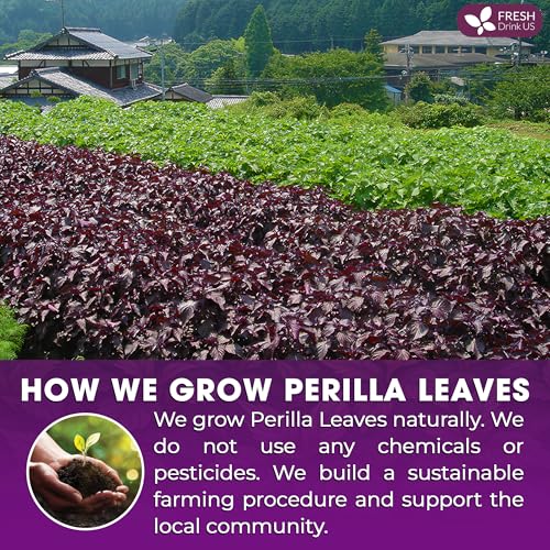 Premium Perilla Leaf Tea (75 Count)