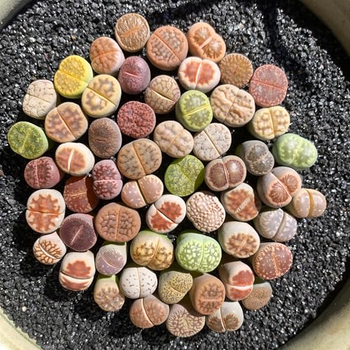 Lithops Random Mix Rare Live Succulent Plants