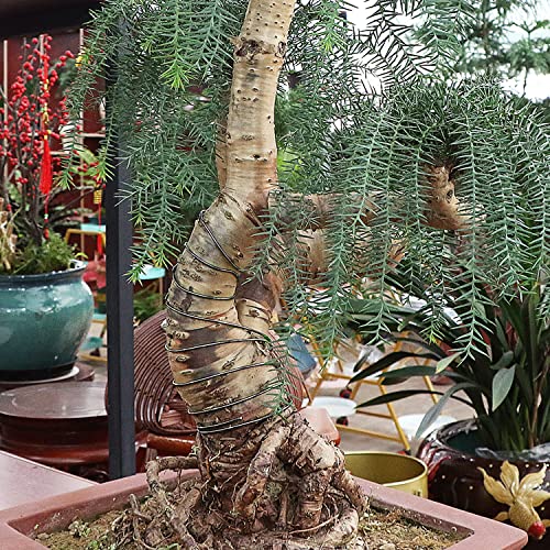 Bonsai Training Wire Kit
