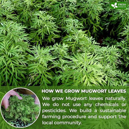 Premium 25 Mugwort Leaf Tea Bags (25 Tea Bags)
