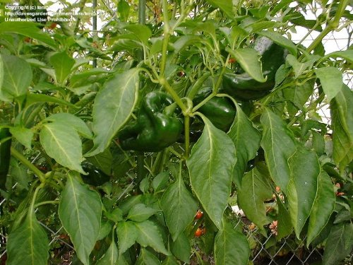 Poblano Chili Pepper Plants (2 Count)