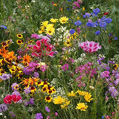 Low Growing Wildflower Seeds (16 Ounce)