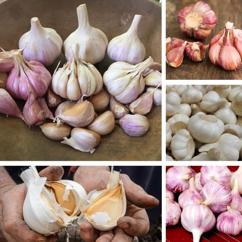 1 LB Mixed Garlic Bulbs for Planting in Fall (Mix)