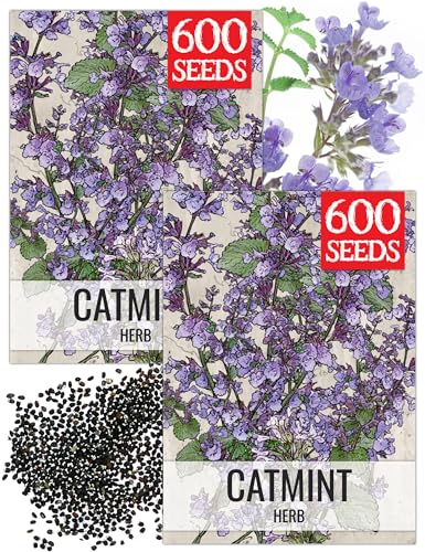 Catmint Seeds to Plant Heirloom Non (2 Count)