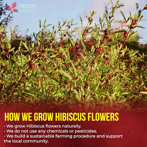 Premium 115 Hibiscus Flowers Tea Bags (120 Tea Bags)