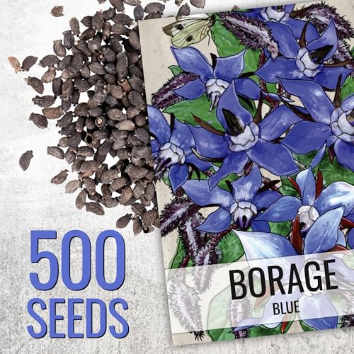 Borage Seeds to Plant Heirloom Blue Edible Flowers 5 Packs (5 Packs)