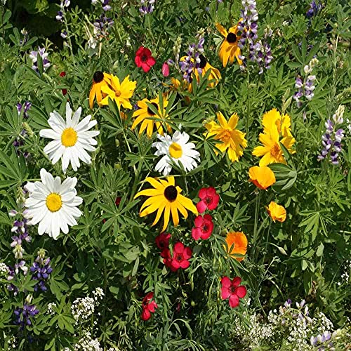 Northwest Wild Flower Seed Mix (16 Ounce)