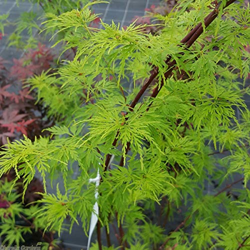 Seiryu Upright Laceleaf Japanese Maple (Trade Gallon Pot / Seiryu)