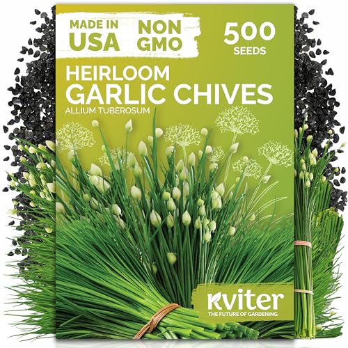500 Garlic Chives Heirloom Herb Seeds for Planting