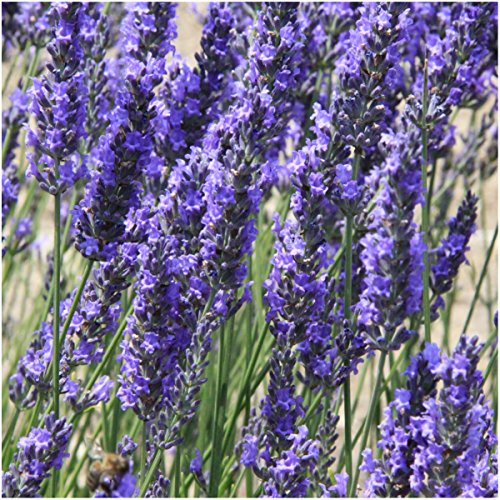 Spike Lavender Seeds to Plant Heirloom & Non (2 Packs)