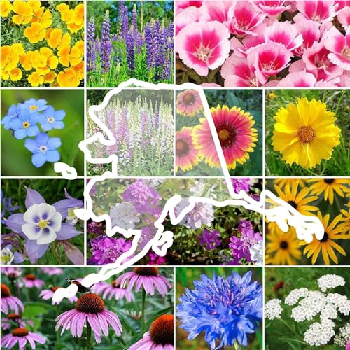 Alaska Wildflower Mixed Seeds for Planting