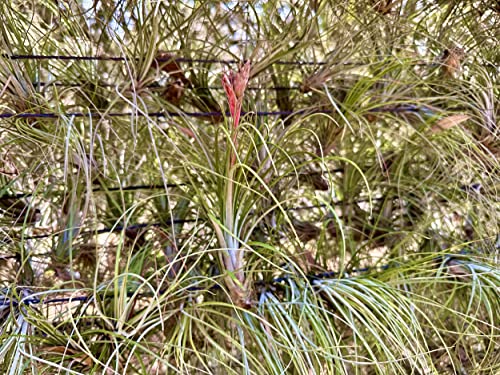 Air Plants Tillandsia Juncea (5 Count)