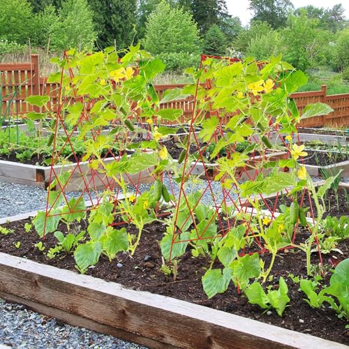 Cucumber Trellis 2 Pack (Garnet Red / 39.4" H)