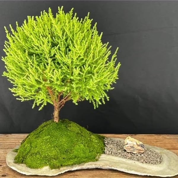 Live Lemon Cypress Plant (2 Count (Cup) / cypress-lemon)