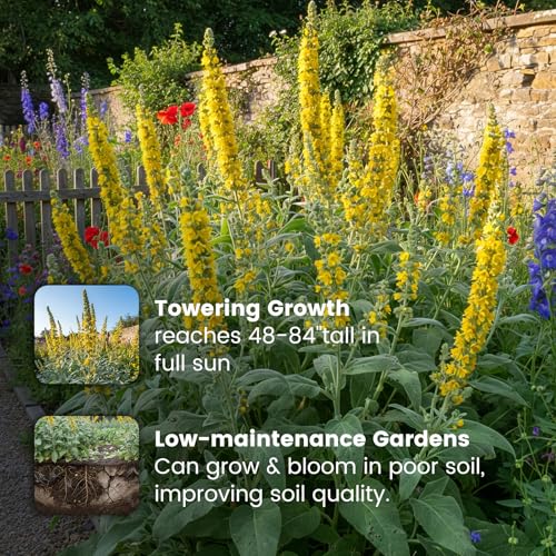 10 000+ Mullein Seeds for Planting
