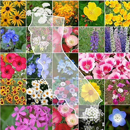 California Wildflower Mixed Seeds for Planting