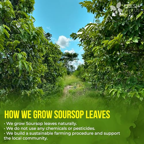 Premium 33 Bags Soursop Graviola Leaf Tea (33 Tea Bags)
