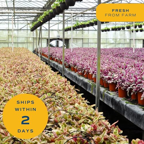 Live Indoor Plant Variety Pack (Medium (12-16 Inches Tall) / 6-Pack)