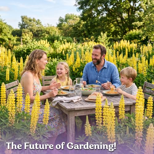 150 Yellow Lupine Heirloom Flower Seeds
