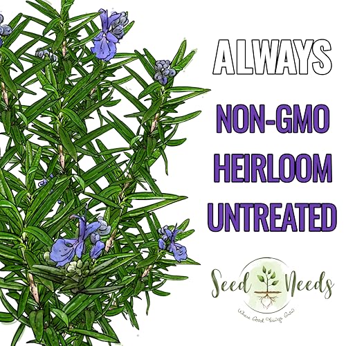 Rosemary Seeds to Plant Heirloom Non (5 Packs)