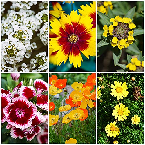 Sustainable Seed Co Wildflower Seed Bulk 2 oz 80 (Drought-Tolerant)