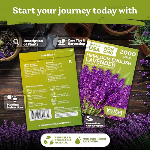 2000 English Lavender Heirloom Herb Seeds