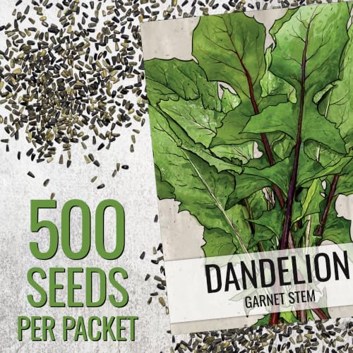 Garnet Stem Dandelion Seeds to Plant Heirloom & Non (5 Packs)