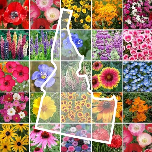 Idaho Wildflower Mixed Seeds for Planting