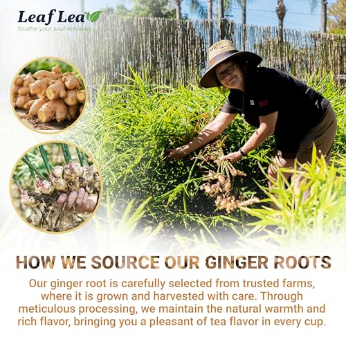 Ginger Root Tea Bags (80 Count)