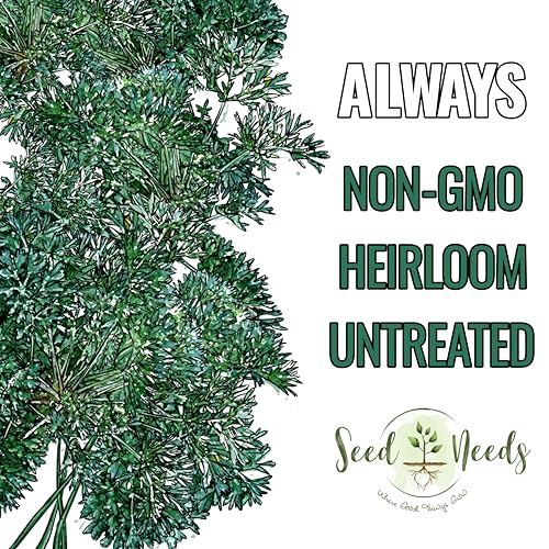 Wormwood Seeds to Plant Heirloom Non (5 Packs)