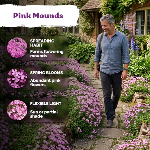 1 000 Soapwort Heirloom Flower Seeds for Planting