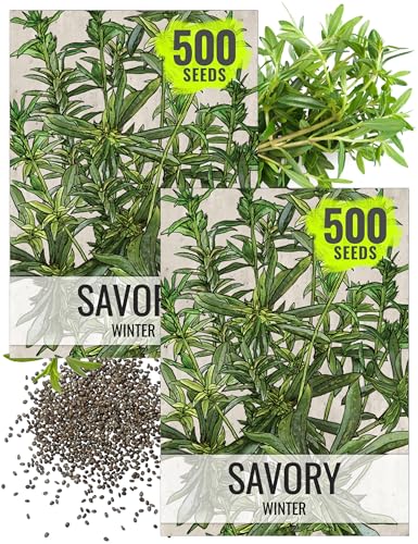 Winter Savory Seeds to Plant Heirloom Non (2 Packs)