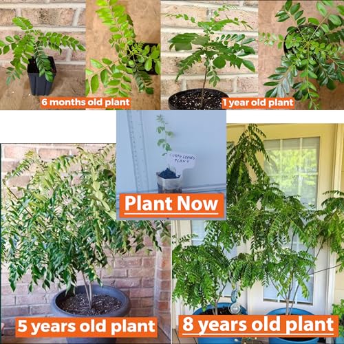 Daisy Ship Curry Leaf Plant Live Murraya Koenigii (1-Pack (Cup) / curry)